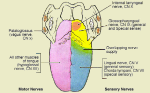 Diagram shows innervation of the Tongue
